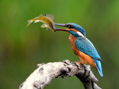 IJsvogelMetVisJosJ klein IJsvogelMetVisJosJ klein