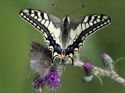 Vlinder koninginnepage_dieder_plu Vlinder koninginnepage_dieder_plu