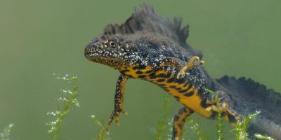 kamsalamander_triturus_cristatus_22_hugo_willocx-hpr_0 kamsalamander_triturus_cristatus_22_hugo_willocx-hpr_0